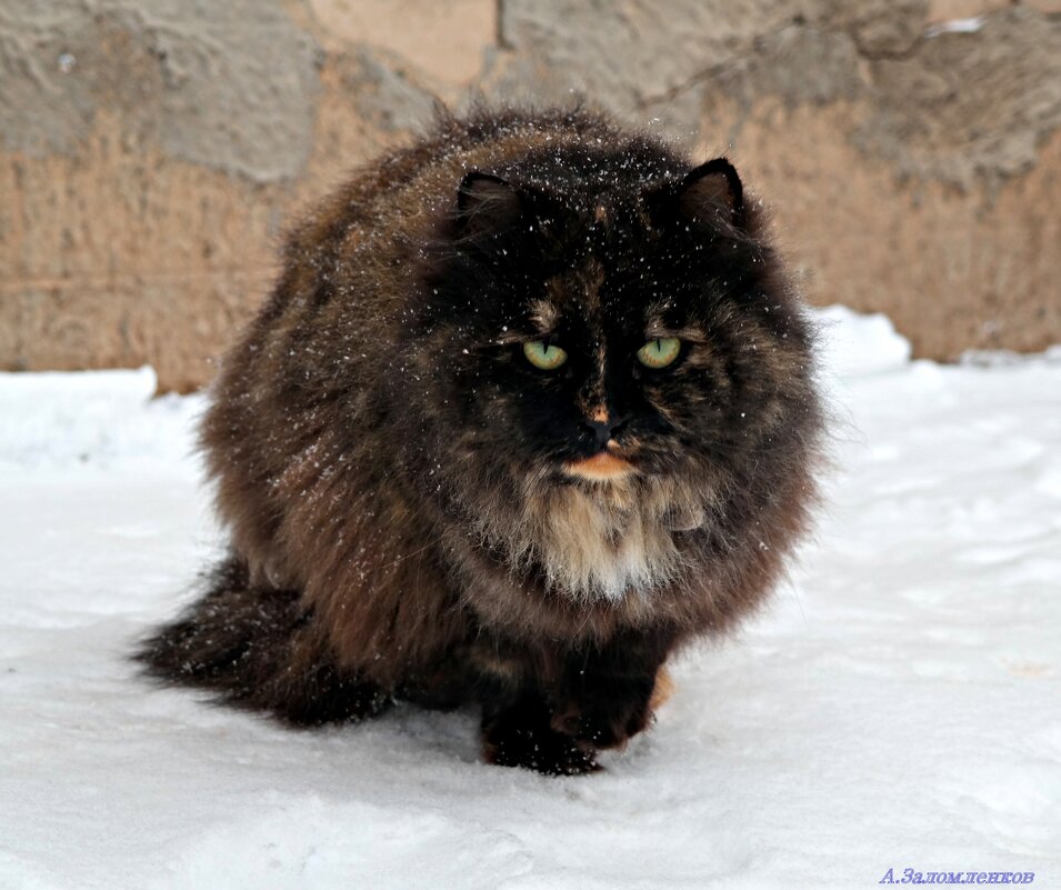 Не шалю, никого не трогаю, починяю примус... :-) - Андрей Заломленков