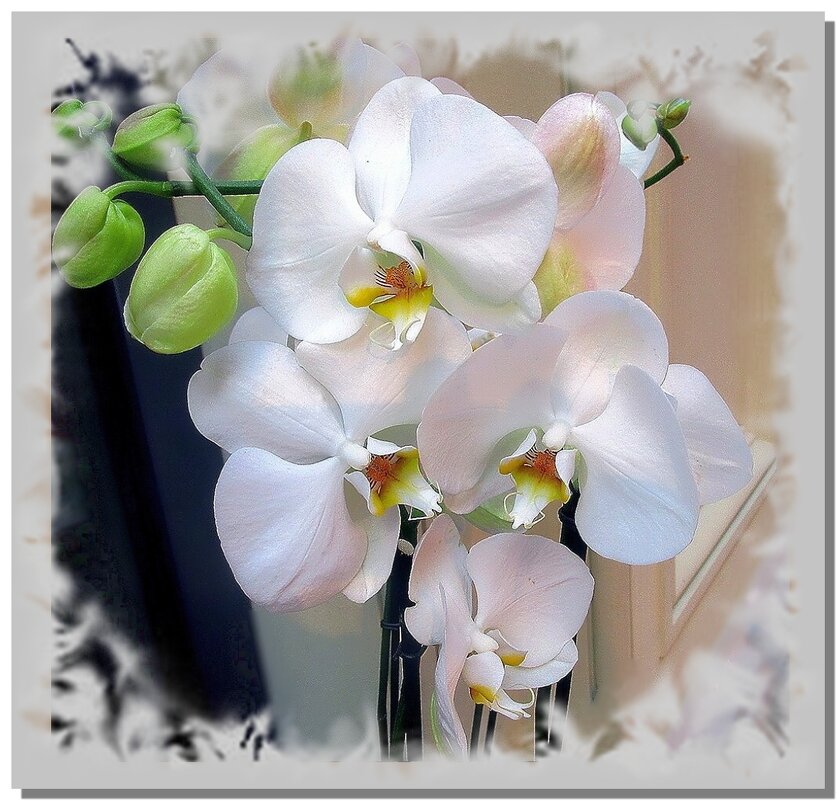 Как прекрасны орхидеи! - Ольга Довженко