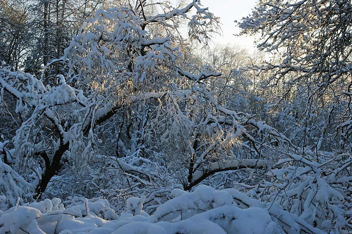 Мороз в январе - Сергей Курников