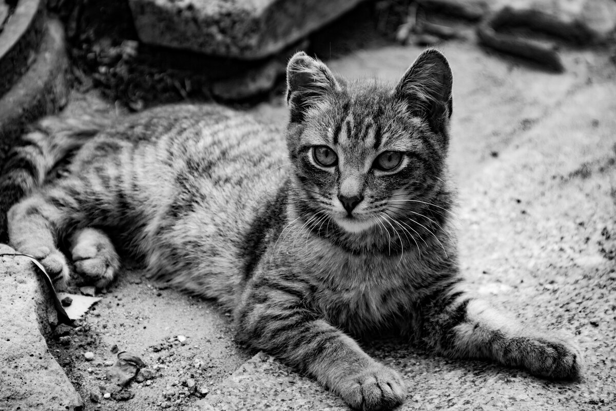 Уличный кот - Александр 