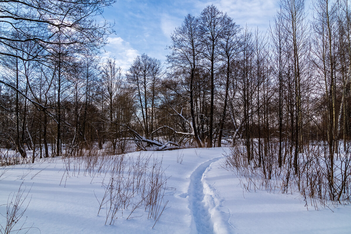 Снежный февраль двадцать первого года # 3 - Андрей Дворников