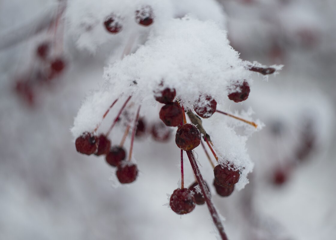 Снежная ягода - Данил Агеев