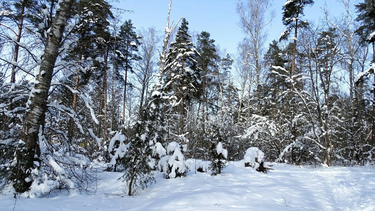 Снежный февраль. - Милешкин Владимир Алексеевич 