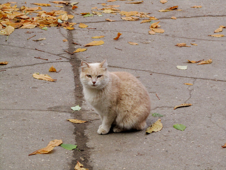 осенний кот - Елена Шаламова