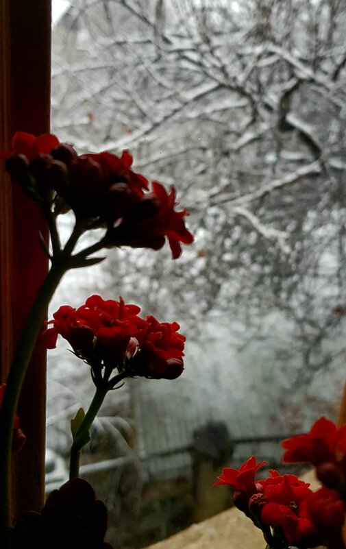 А за окном зима, зима, зима! - Наталья (D.Nat@lia)