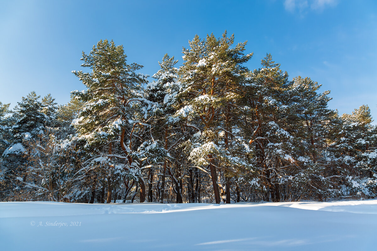 Солнечный зимний пейзаж - Александр Синдерёв