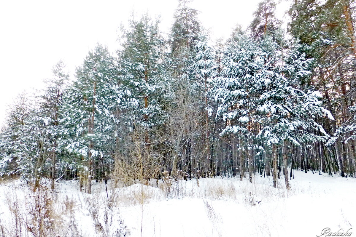 До леса лыжня приведет - Raduzka (Надежда Веркина)