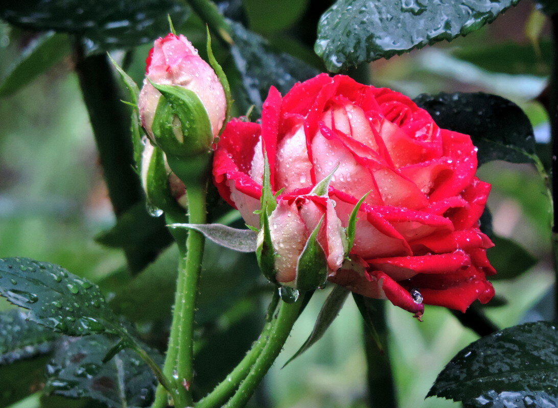 Цветы после дождя. Двухцветная роза - Валерий Нестеров
