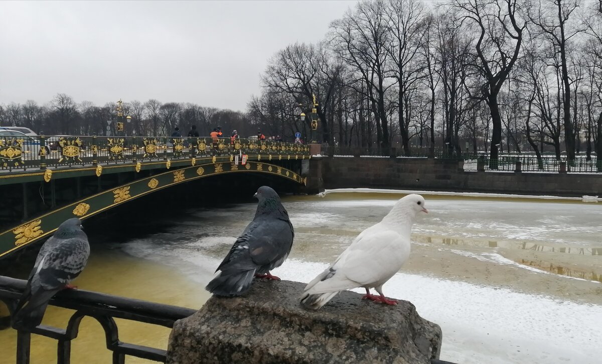 Зима/весна в Санкт-Петербурге - Митя Дмитрий Митя