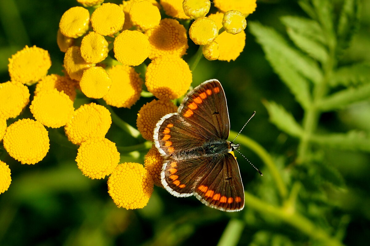 скоро лето, бабочки...5 - Александр Прокудин