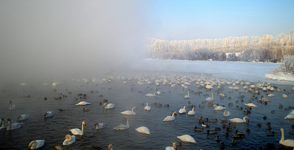 Январь на озере Светлом - Татьяна Лютаева