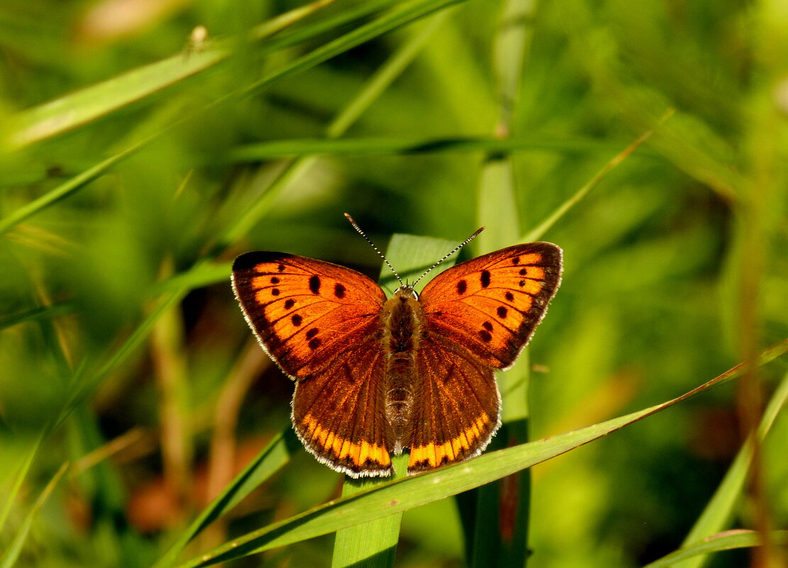 скоро лето, бабочки...18 - Александр Прокудин