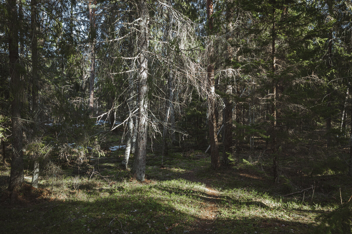 Лес в последний день зимы. - David Nyman