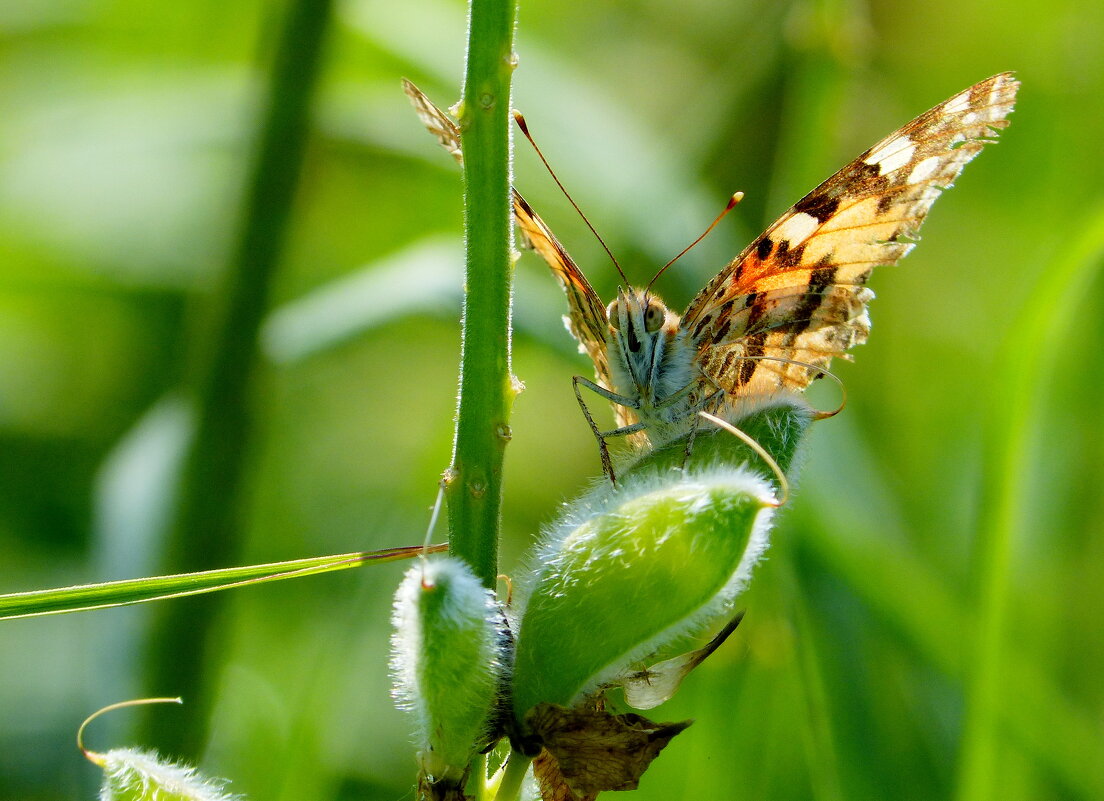 cкоро лето, бабочки...22 - Александр Прокудин