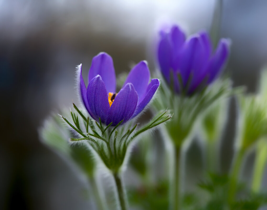 pasqueflower - Zinovi Seniak