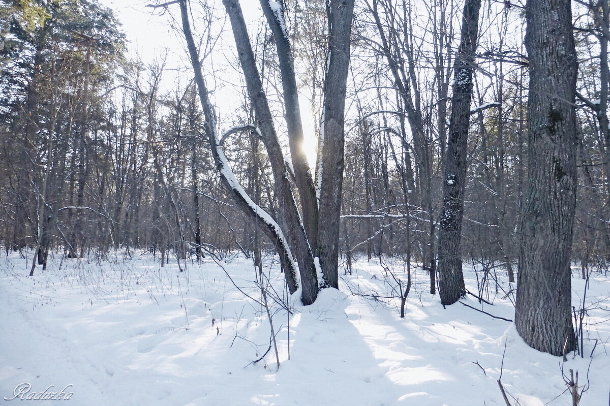 Солнышко рано заходит в лесу - Raduzka (Надежда Веркина)
