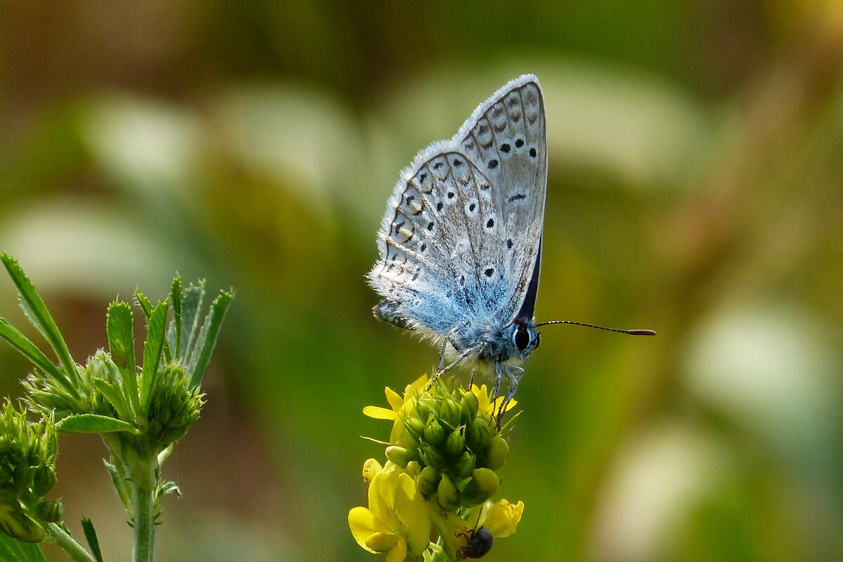 cкоро лето, бабочки...32 - Александр Прокудин