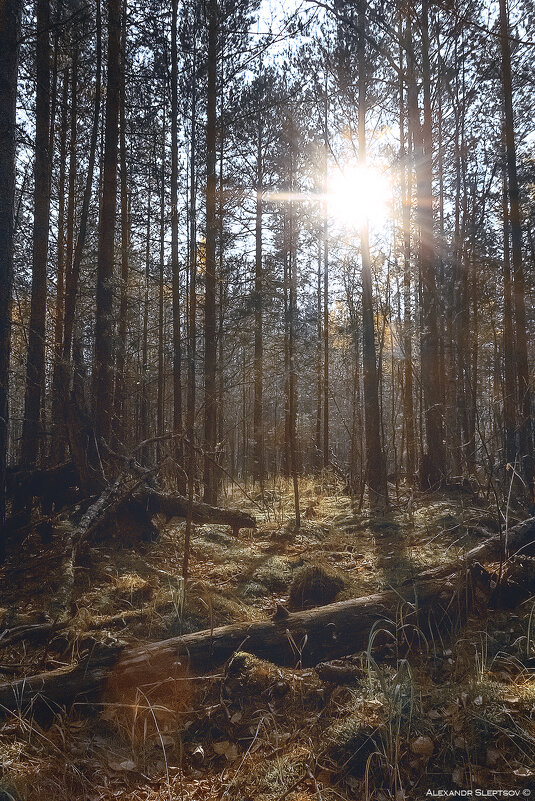 Осеннее утро в лесу - Александр Слепцов