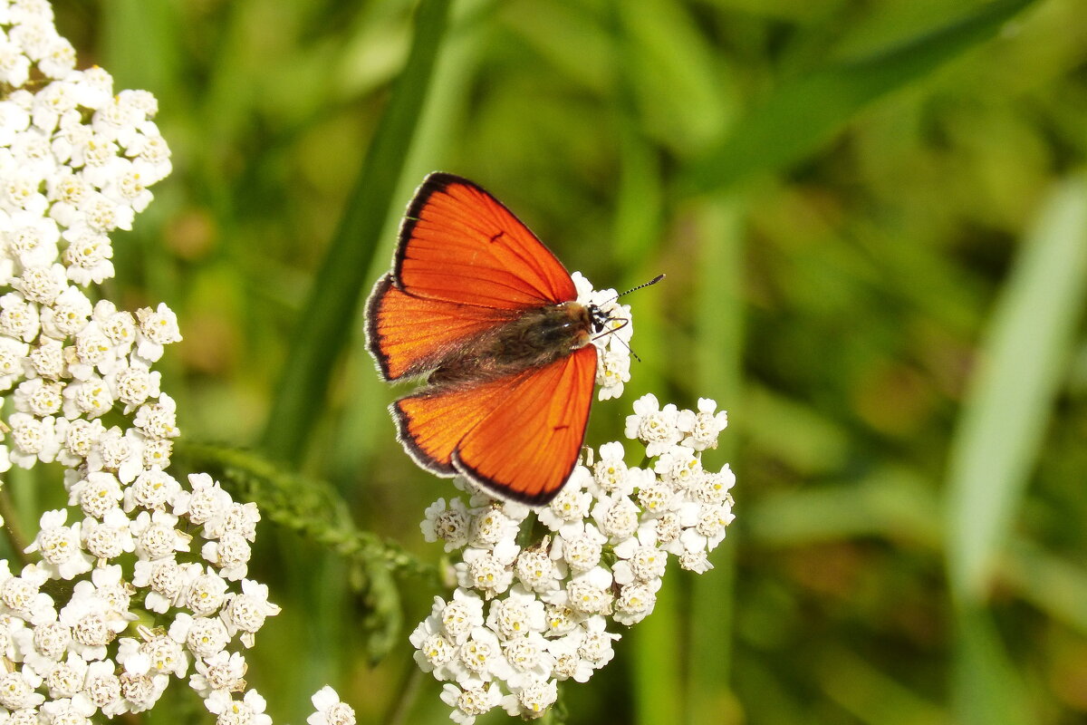 cкоро лето, бабочки...36 - Александр Прокудин