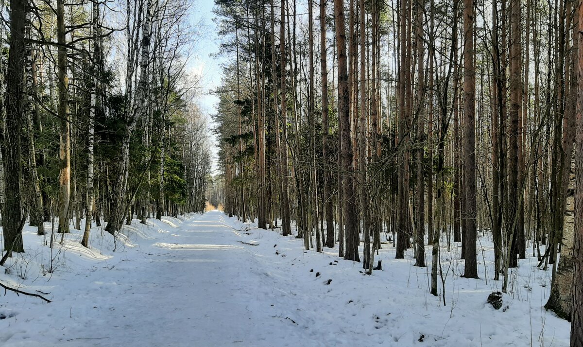 Дорога - Елена Павлова (Смолова)