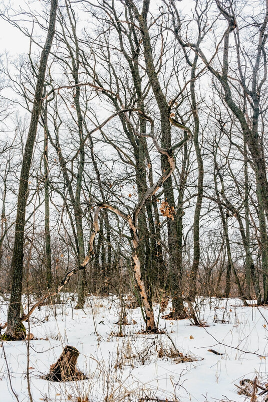 Экибана в лесу перед весной - Юрий Стародубцев