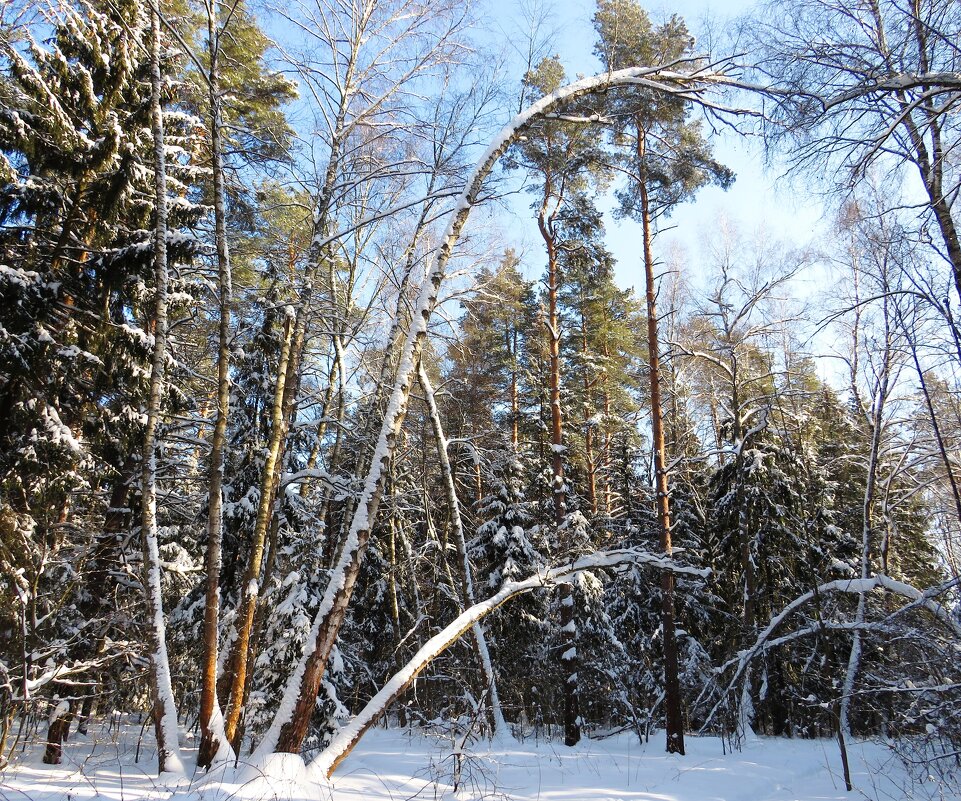 Зимний день в лесу - Андрей Снегерёв