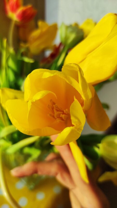 Солнечный цветок - Светлана 