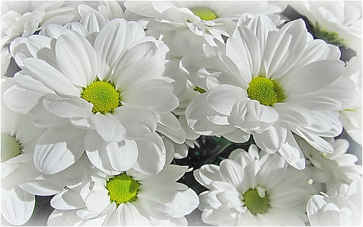 Белые цветы - Ольга Елисеева