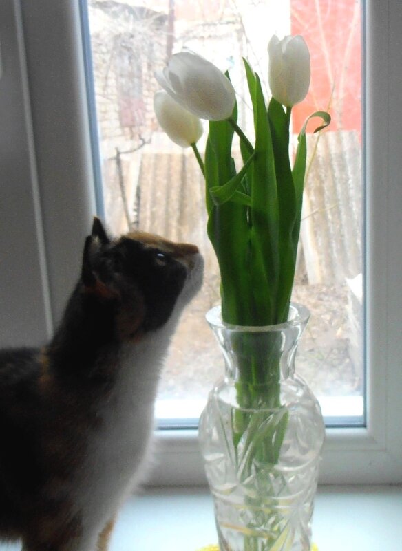 Бася и тюльпаны - Наталья 