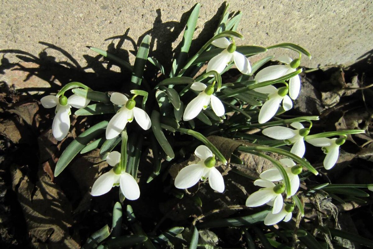 Первые мартовские цветы - Елена (ЛенаРа)