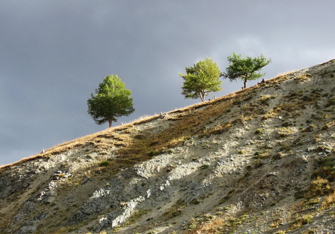Три деревца перед грозой - Галина 