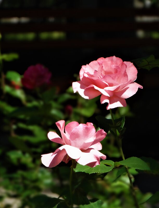 Розовые розы - Елена Макарова
