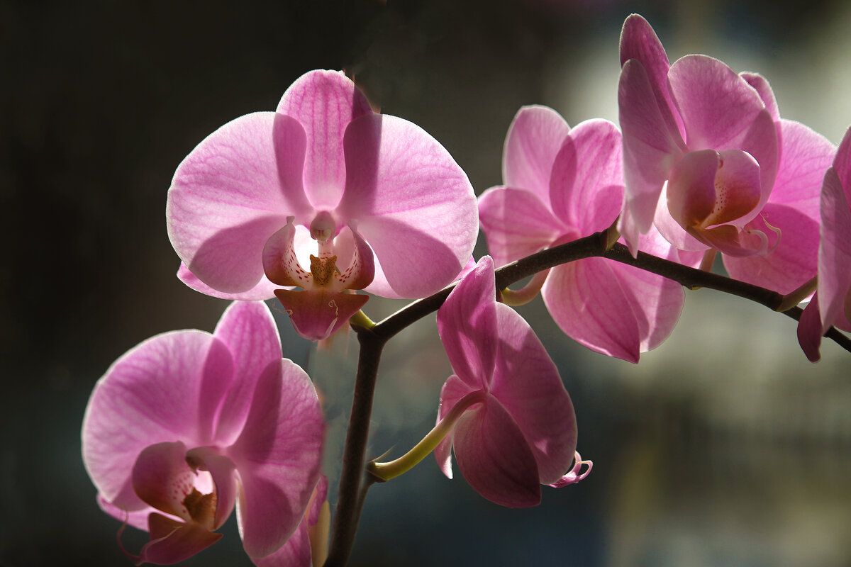 Орхидея весенняя. - barsuk lesnoi