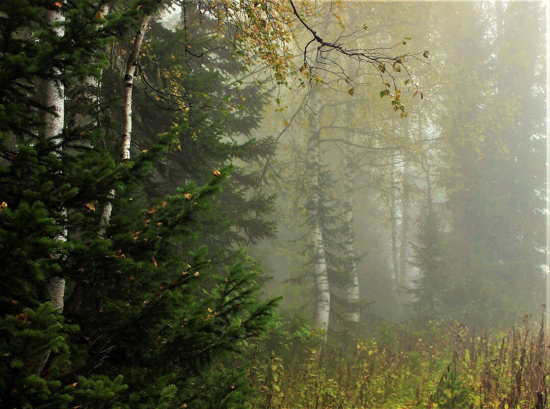 Утром в лесу - Сергей Чиняев 