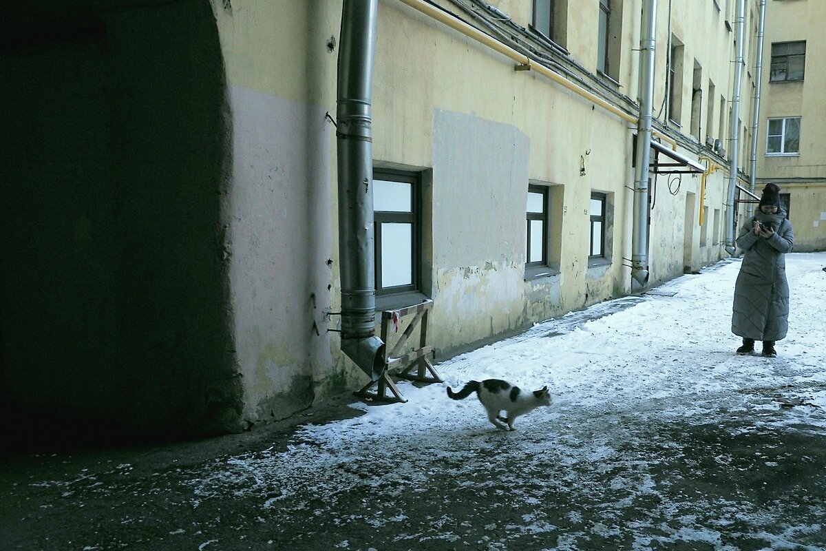 Кот из подворотни - Майя Жинкина