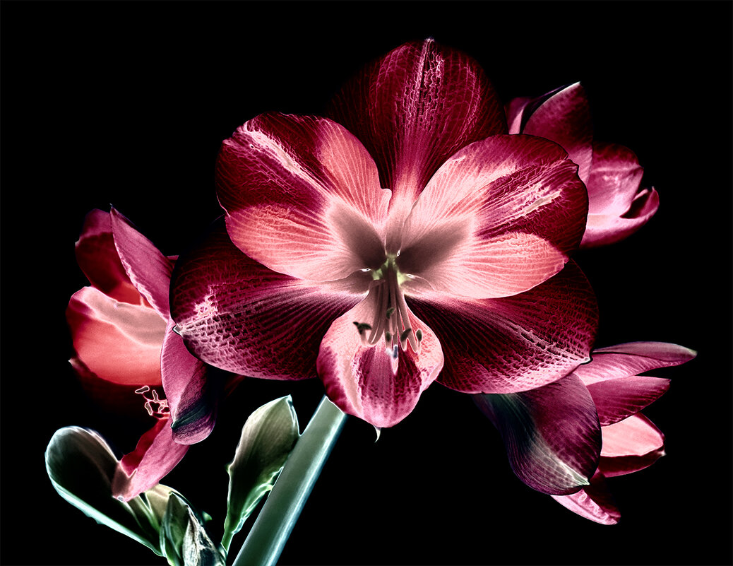 hippeastrum - Zinovi Seniak