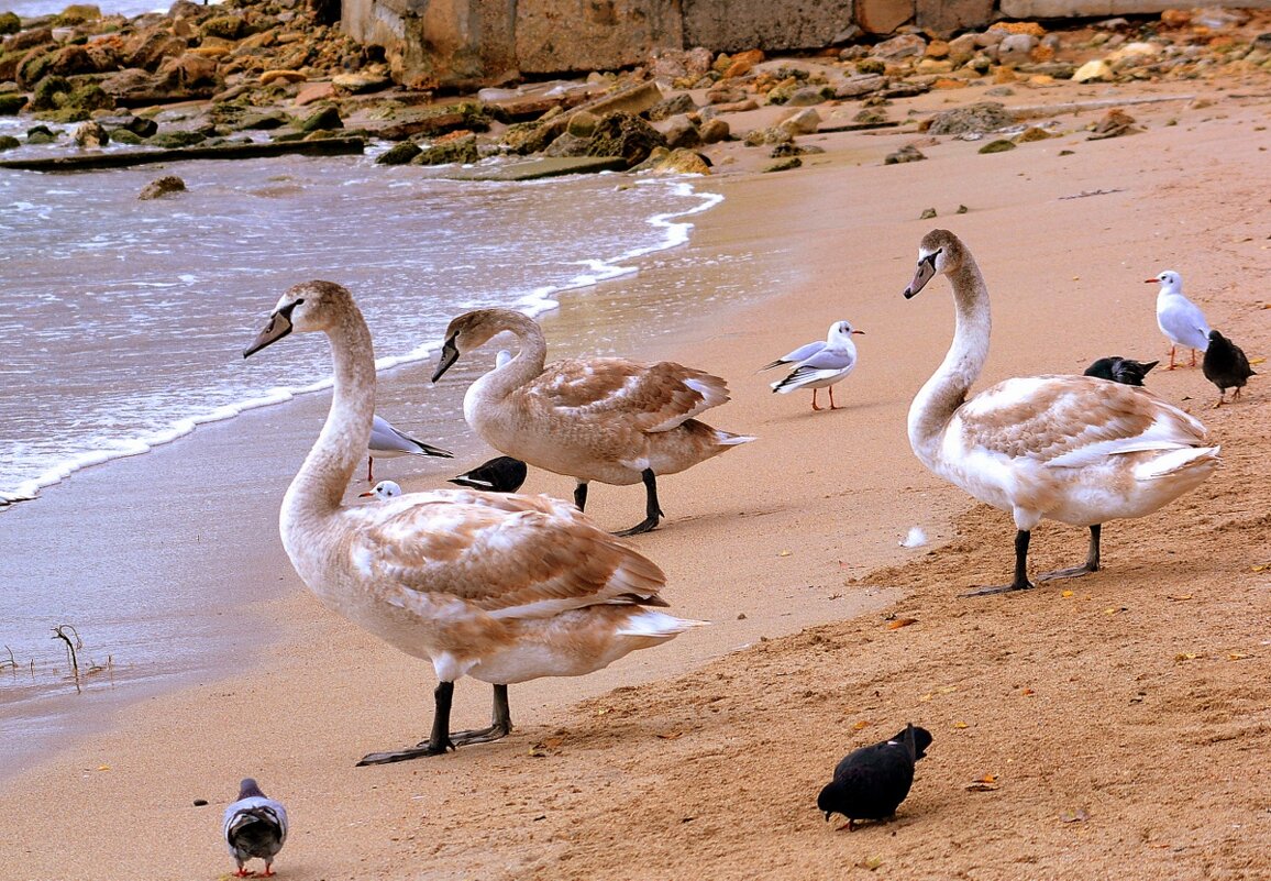 Лебеди у моря - Ольга (crim41evp)
