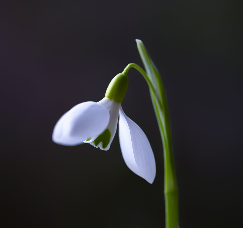 snowdrop - Zinovi Seniak