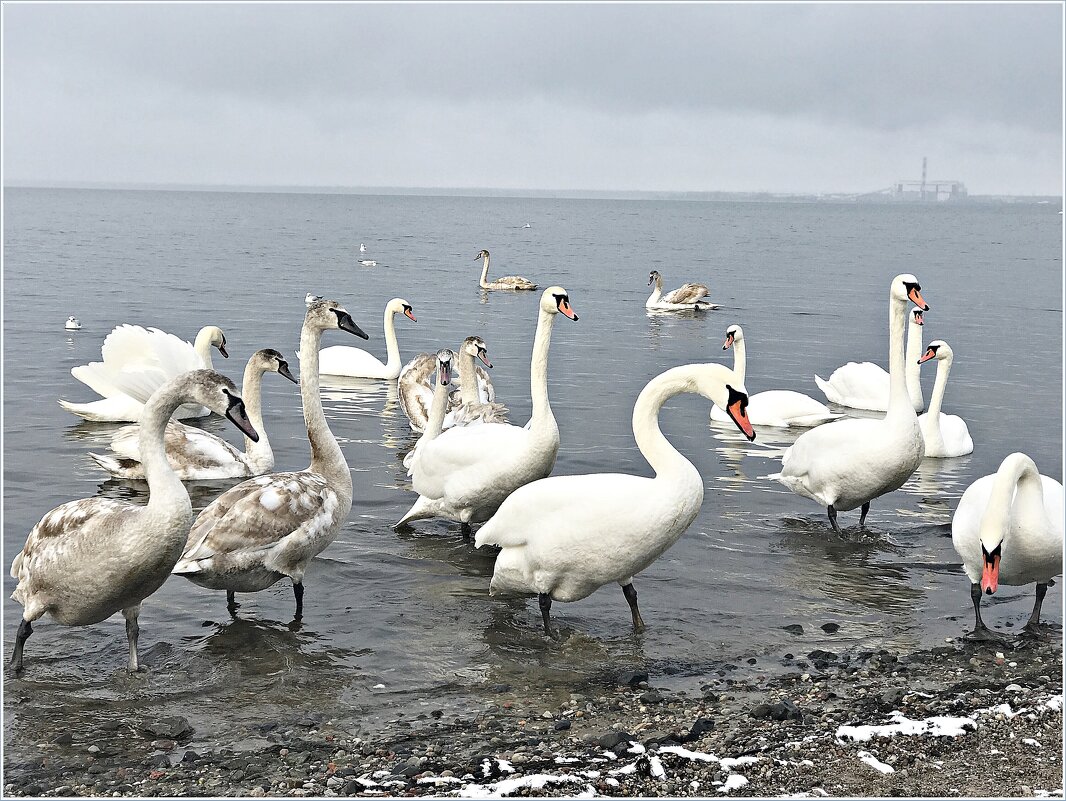 Лебеди на заливе. - Валерия Комова