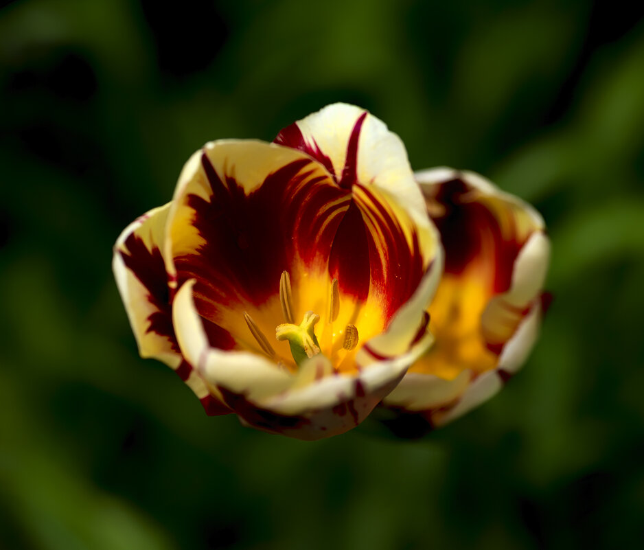 tulip - Zinovi Seniak