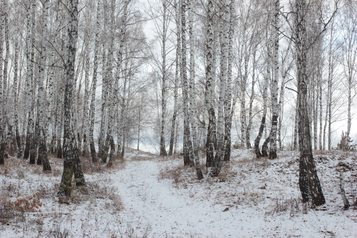 зимний лес - Влад Платов