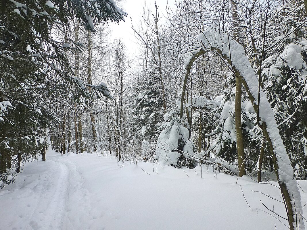 Снежный февраль - Лидия Бусурина