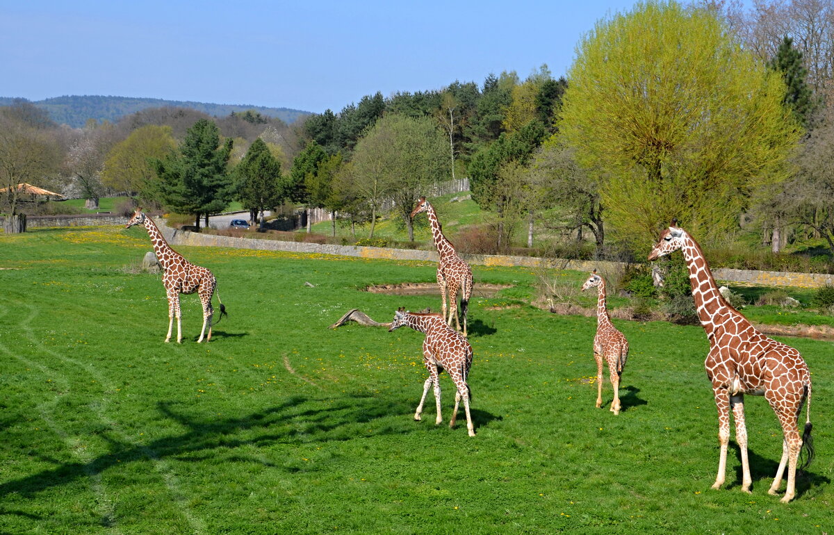 На прогулке  с жирафами - tamara *****