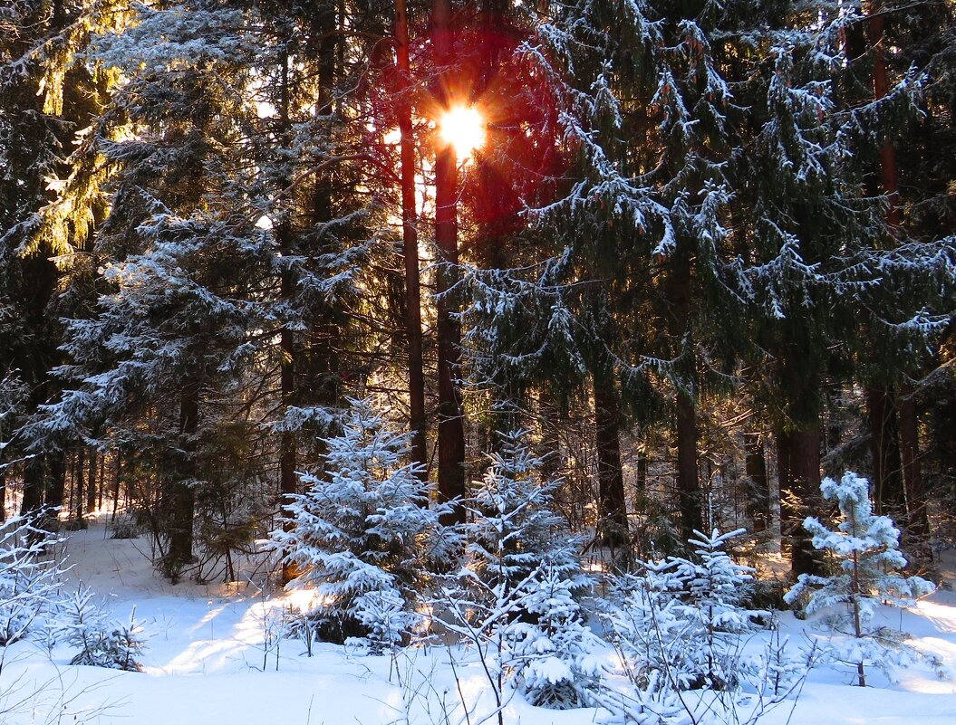 В лесу после снегопада - Андрей Снегерёв