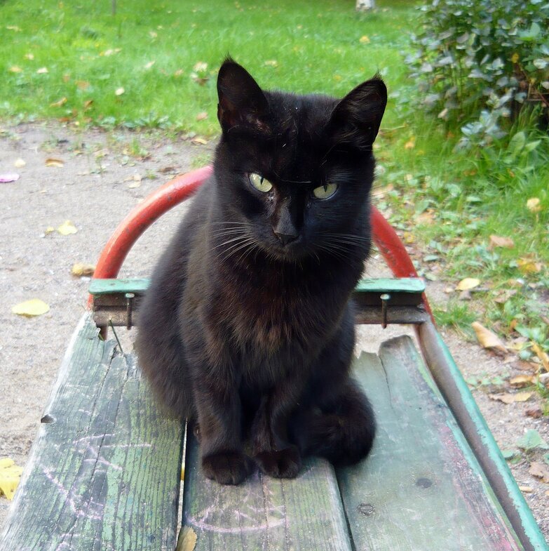 Чёрный кот - Вера Щукина
