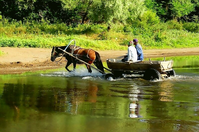 НА  ПОКОС - ivana 