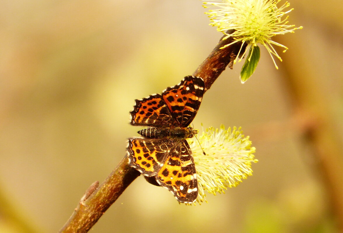 весенние бабочки 3 - Александр Прокудин