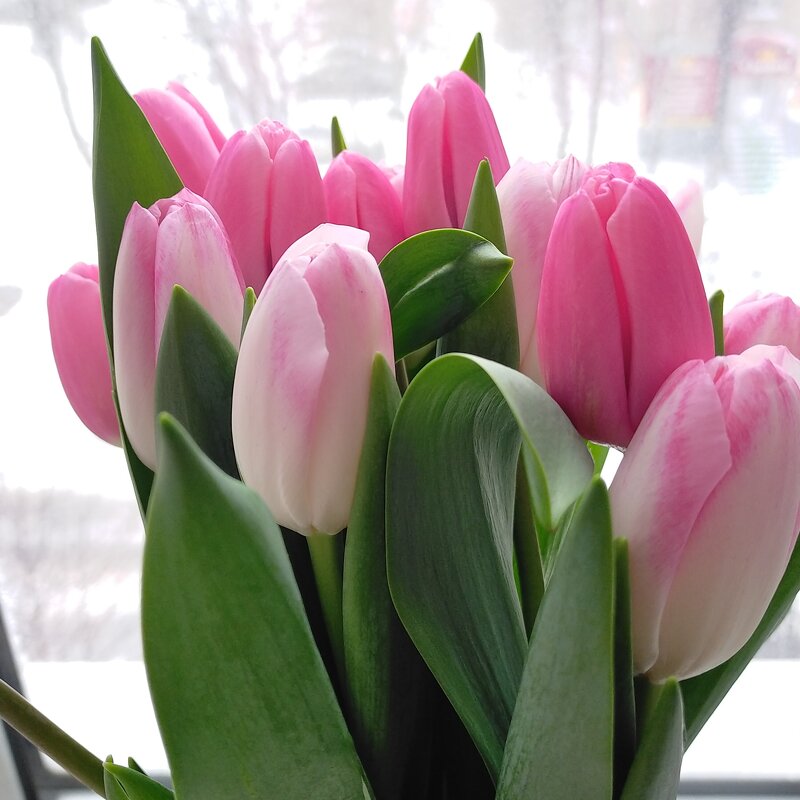 Тюльпаны - бесспорный символ весны - Yulia Raspopova