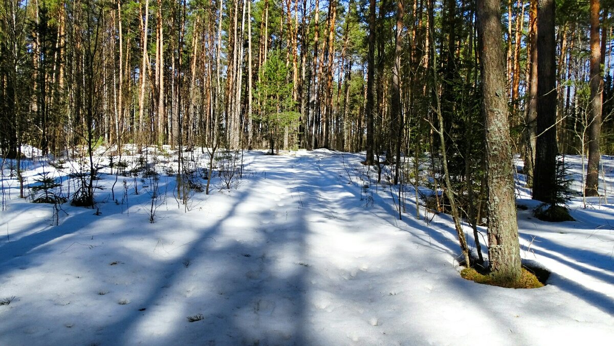 Ещё в лесу белеет снег. - Милешкин Владимир Алексеевич 