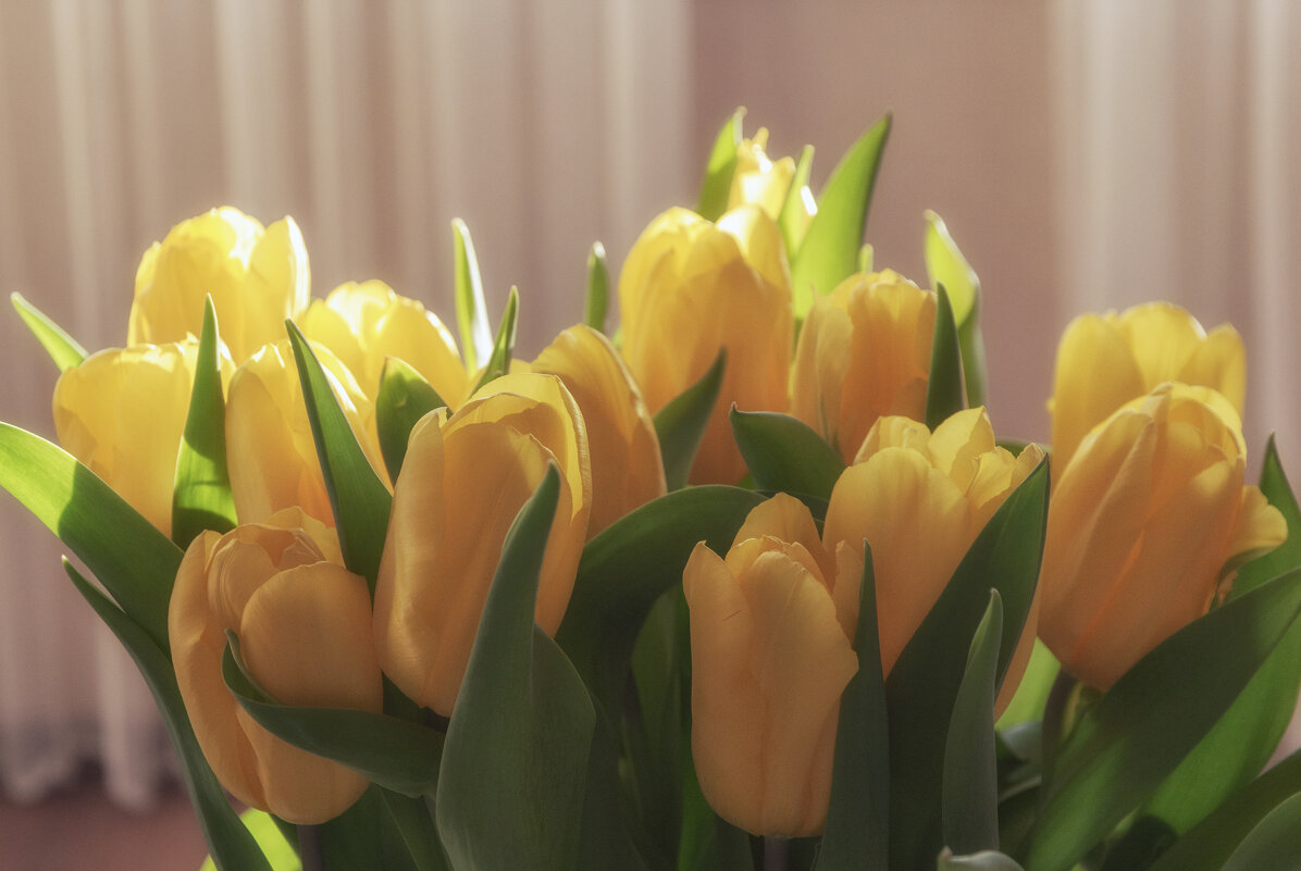 Желтые тюльпаны. - Светлана Мельник